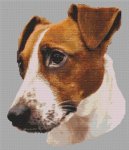 (image for) Lil Bit - Jack Russell Terrier